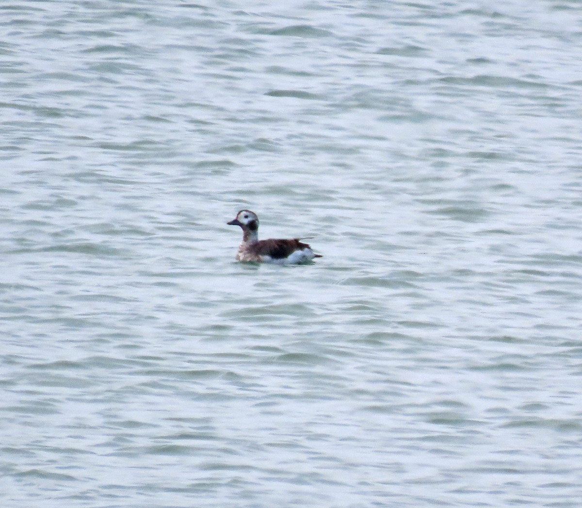 Long-tailed Duck - ML617111615