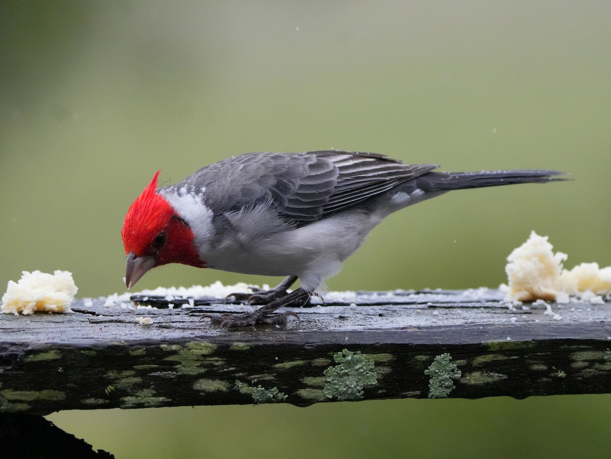 Red-crested Cardinal - ML617111634