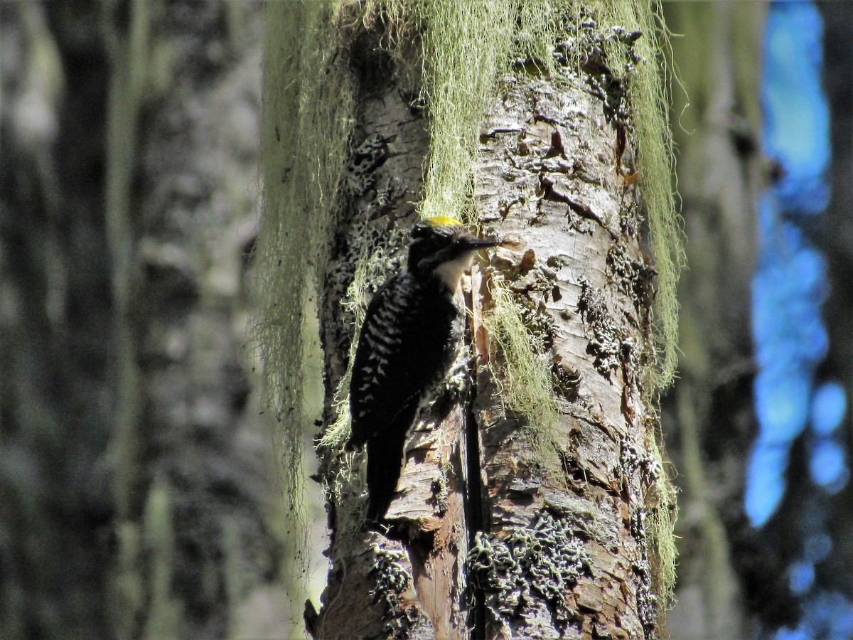 American Three-toed Woodpecker - David Poortinga