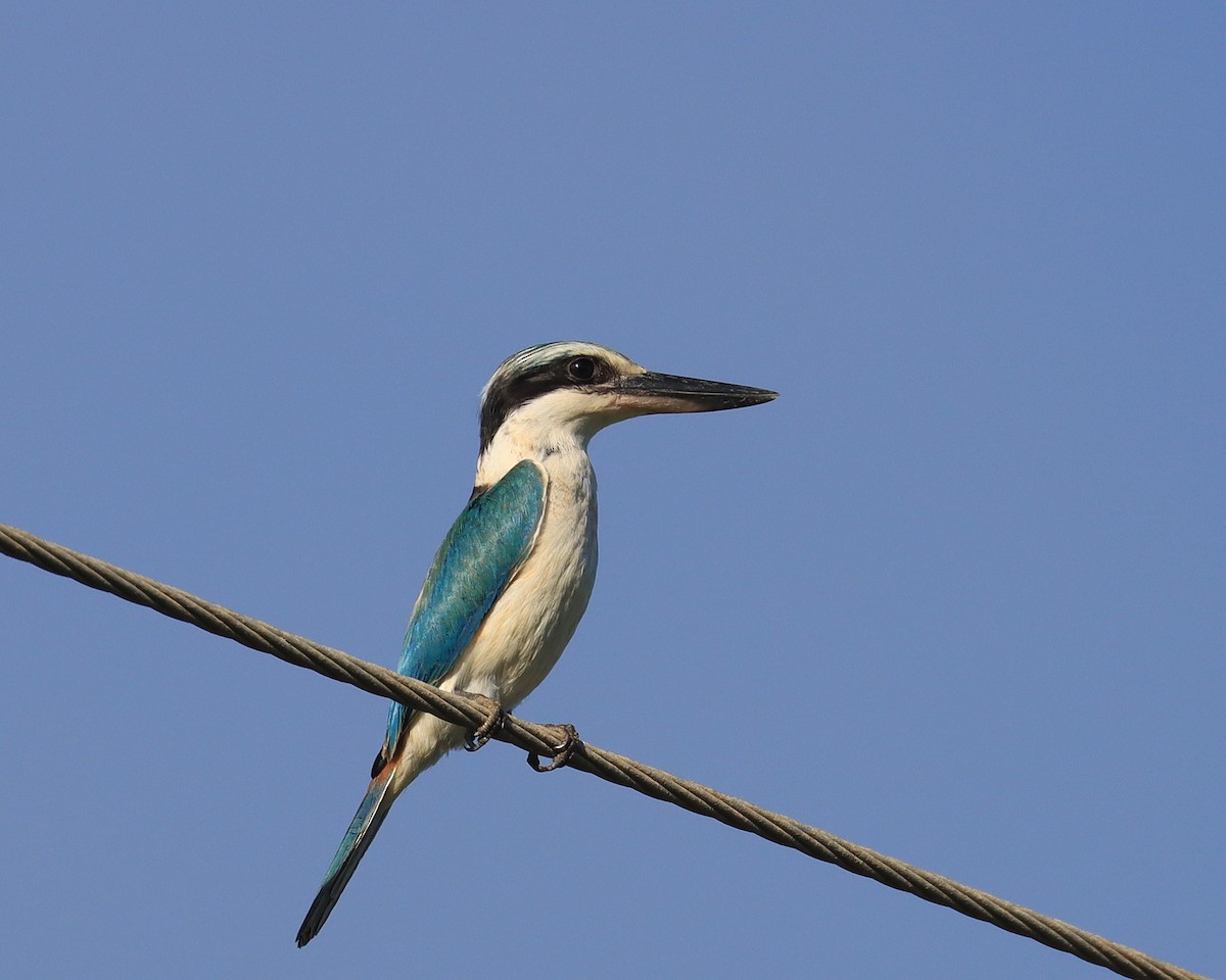 Red-backed Kingfisher - ML617111786