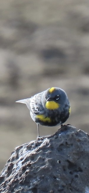 Yellow-rumped Warbler (Audubon's) - Lisa Cowan