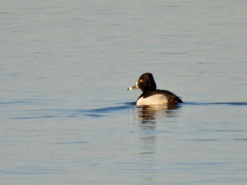 Ring-necked Duck - ML617111803