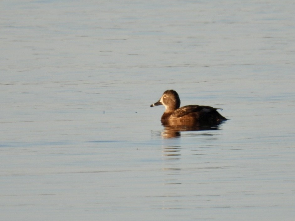 Ring-necked Duck - ML617111805