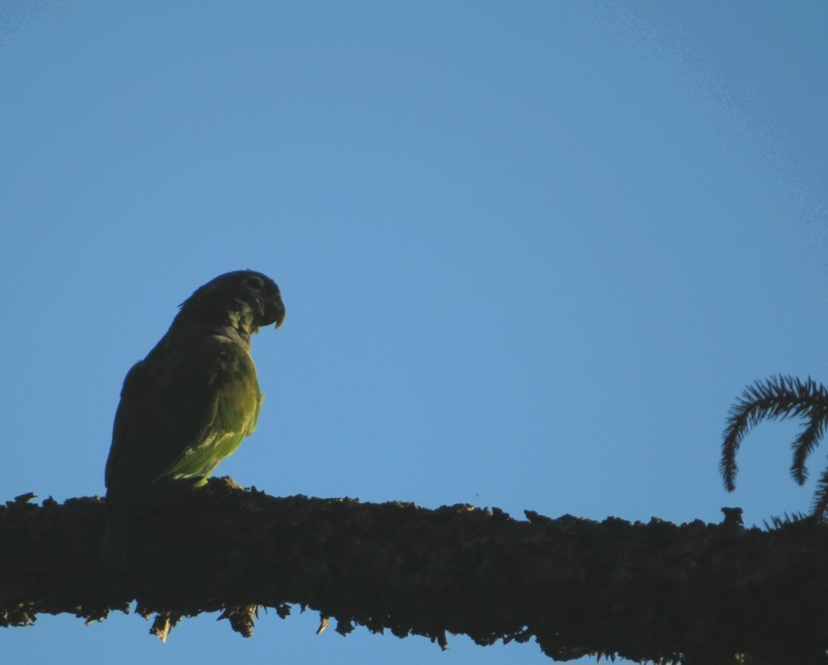 Scaly-headed Parrot - ML617112015