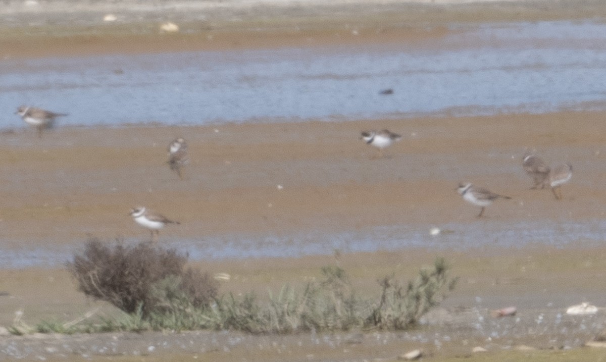 Semipalmated Plover - ML617112023