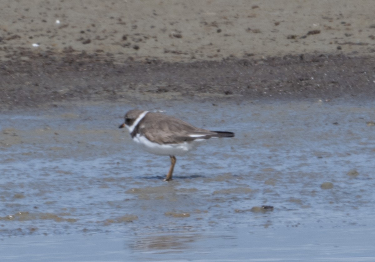 Semipalmated Plover - ML617112104