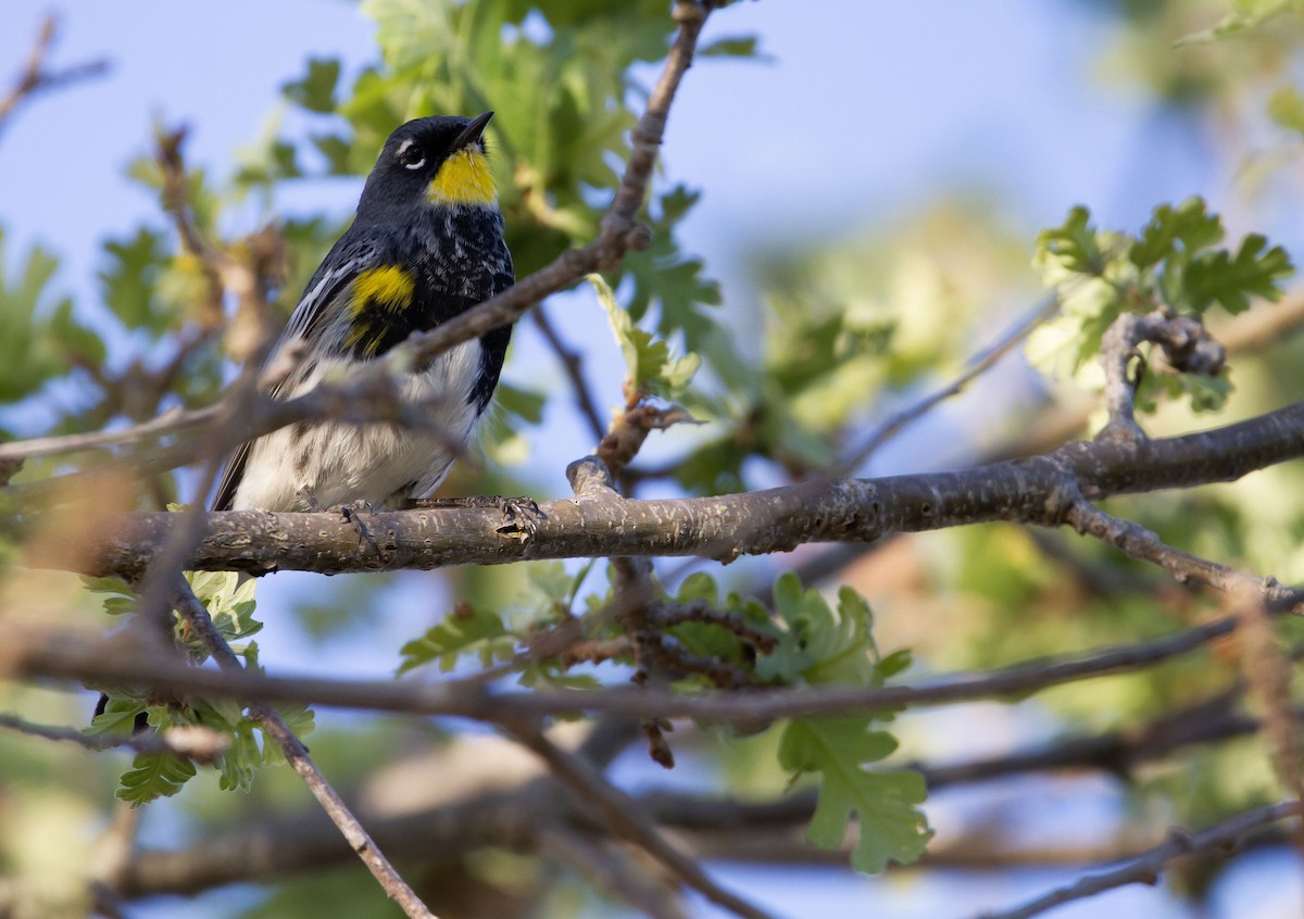 Yellow-rumped Warbler (Audubon's) - ML617112107