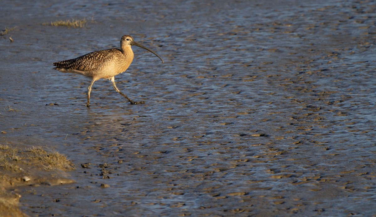 Long-billed Curlew - ML617112130