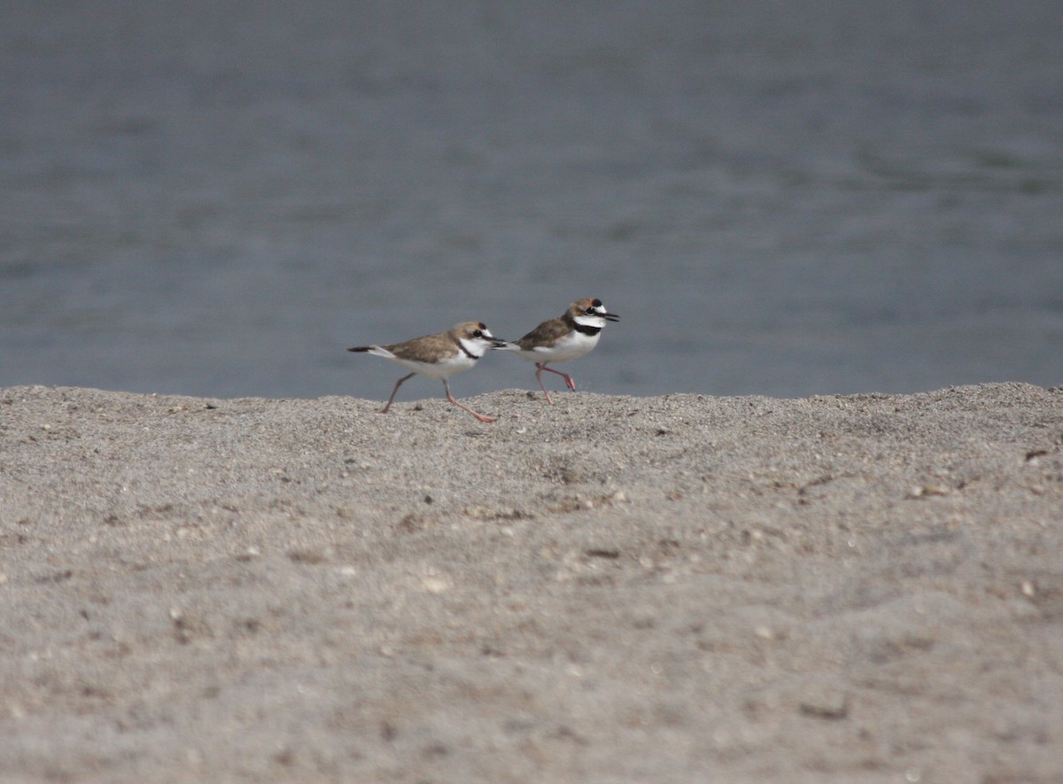 Collared Plover - ML617112187