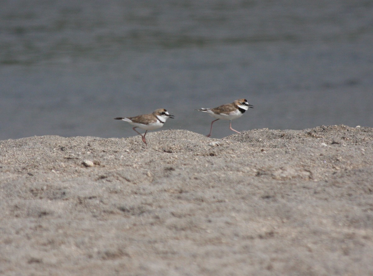 Collared Plover - ML617112188