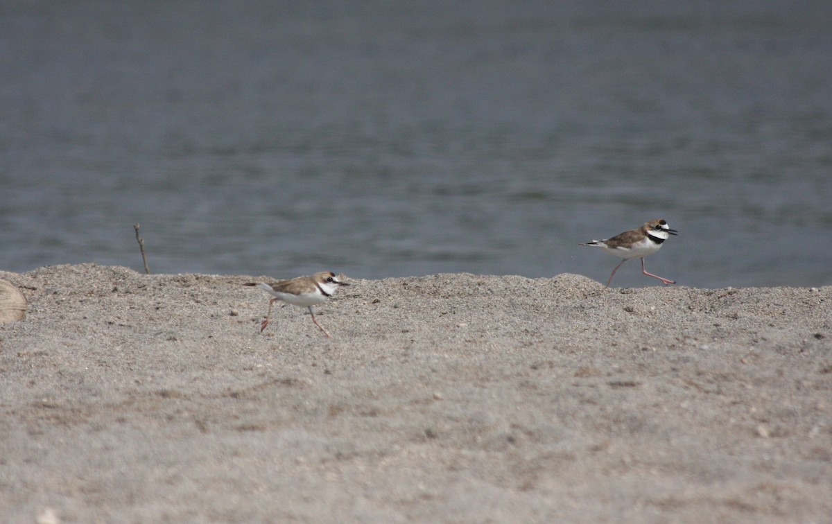 Collared Plover - ML617112195