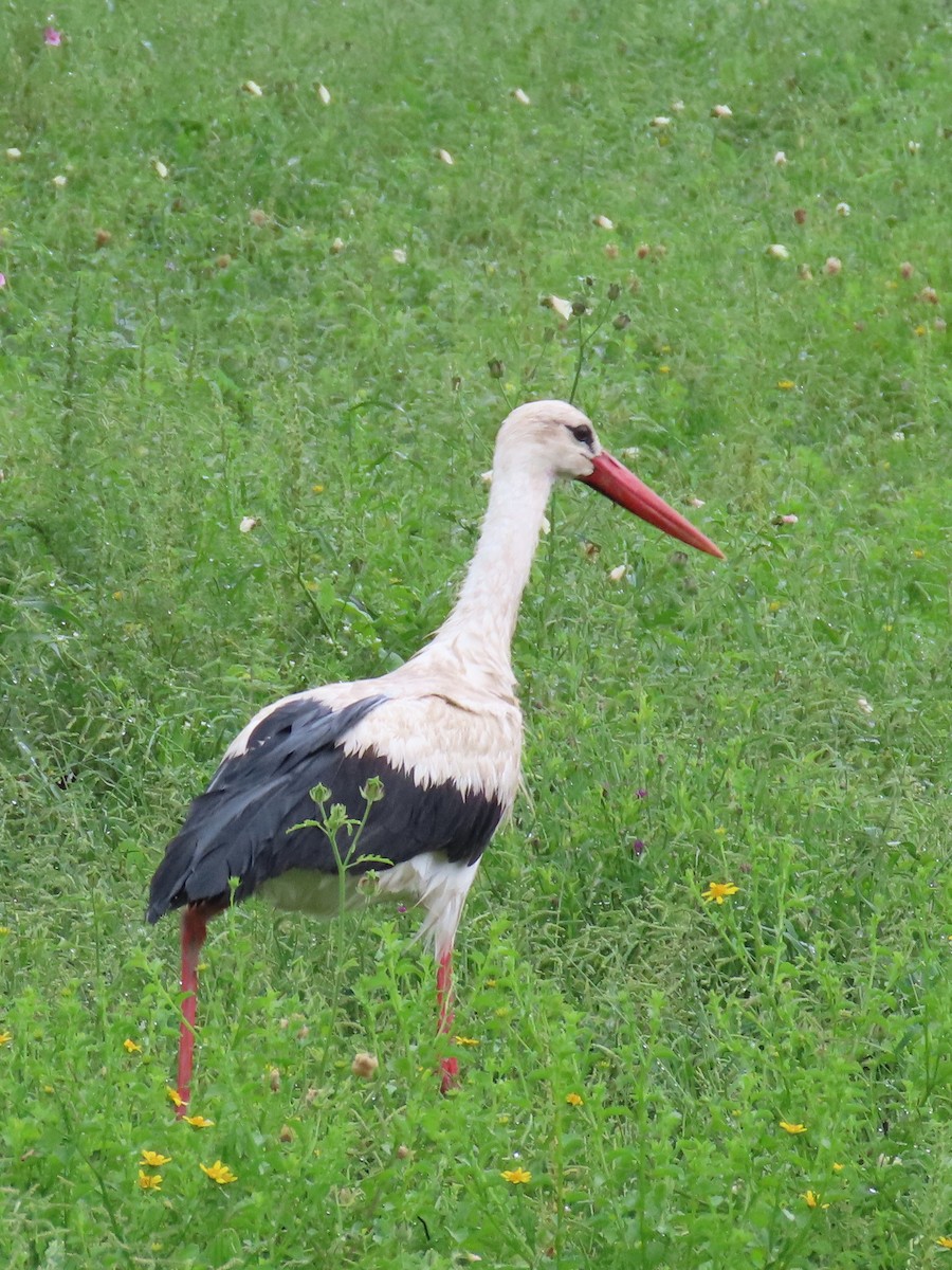 White Stork - ML617112617
