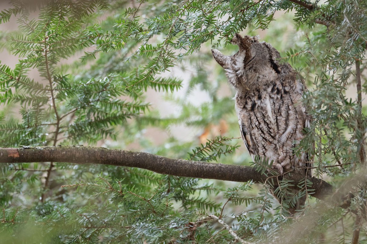 Eastern Screech-Owl - Lev Frid