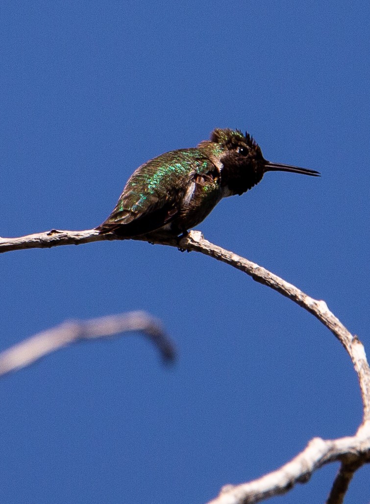 Anna's Hummingbird - ML617112736