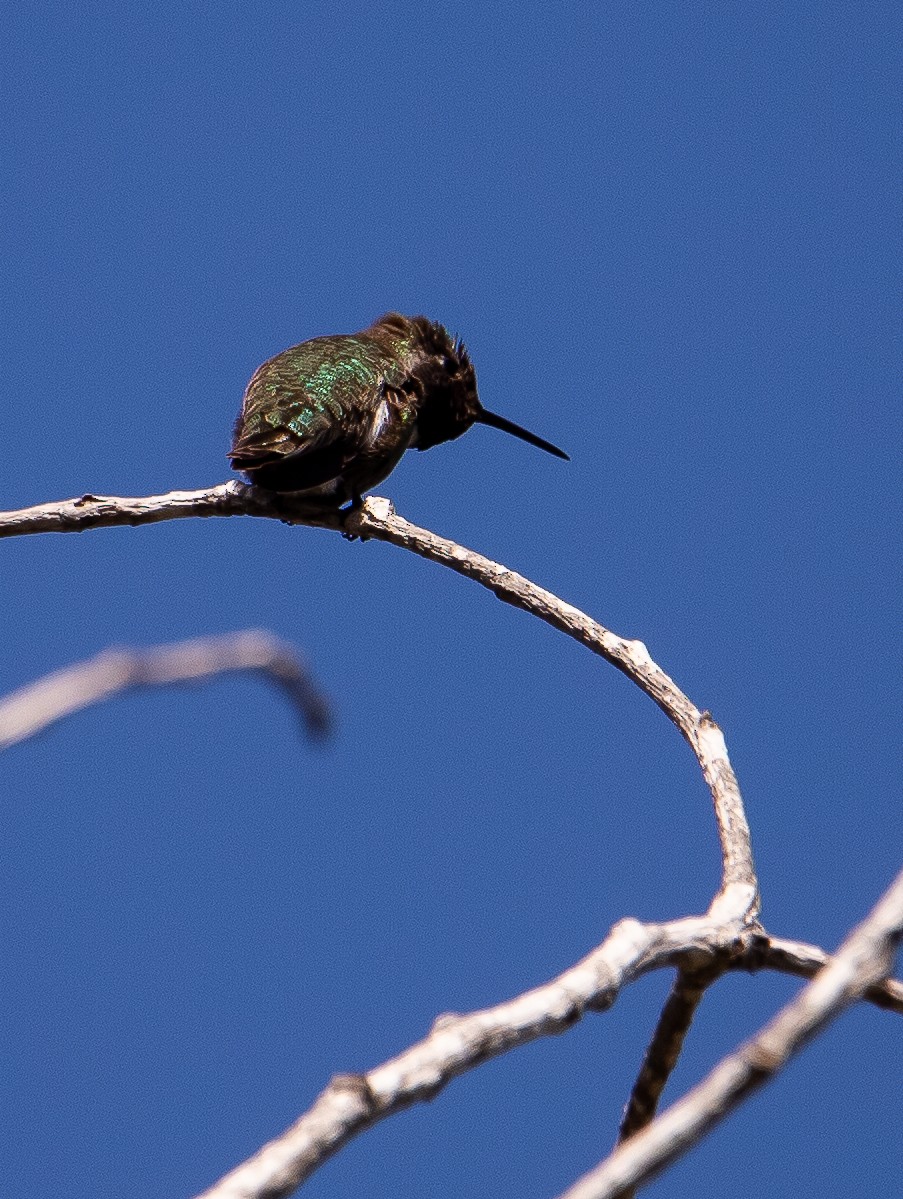 Anna's Hummingbird - ML617112737