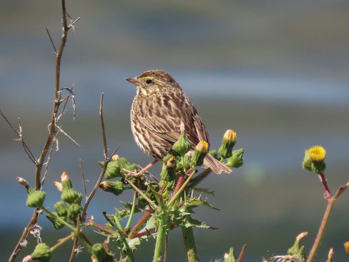 Savannah Sparrow (Belding's) - Edana Salisbury
