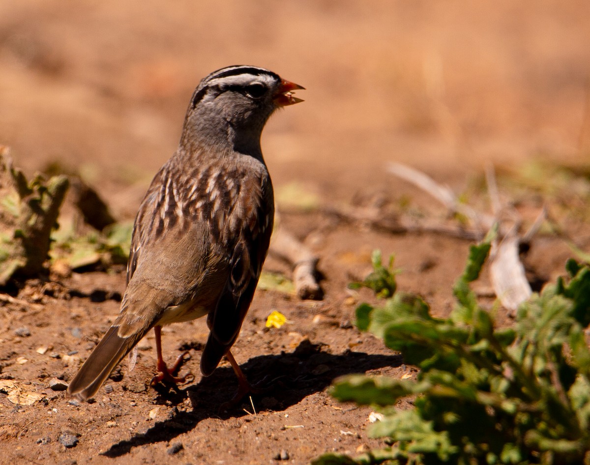 White-crowned Sparrow - ML617112830