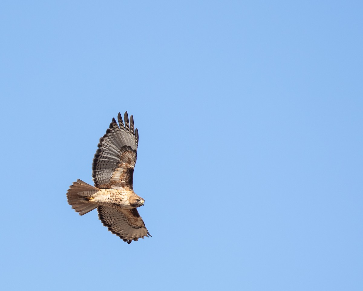 Red-tailed Hawk - ML617112884