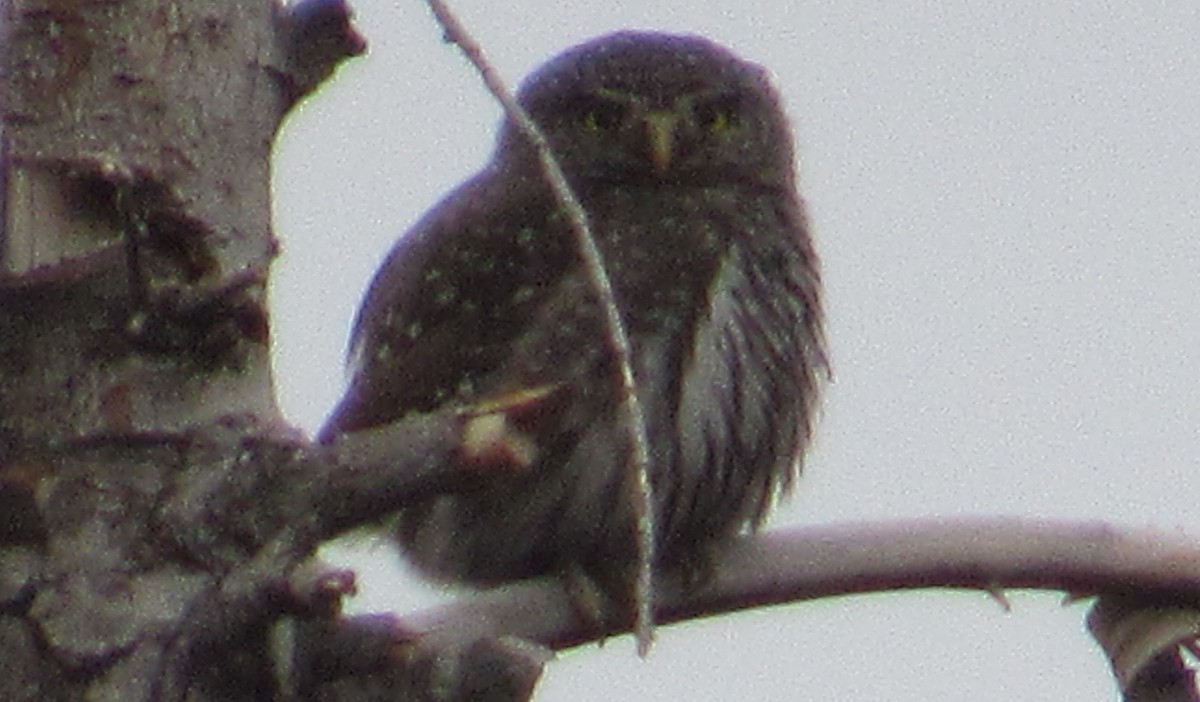 Northern Pygmy-Owl - ML617113017