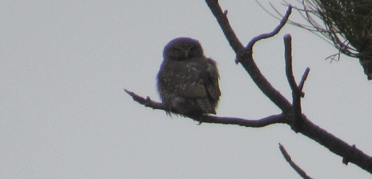 Northern Pygmy-Owl - ML617113056