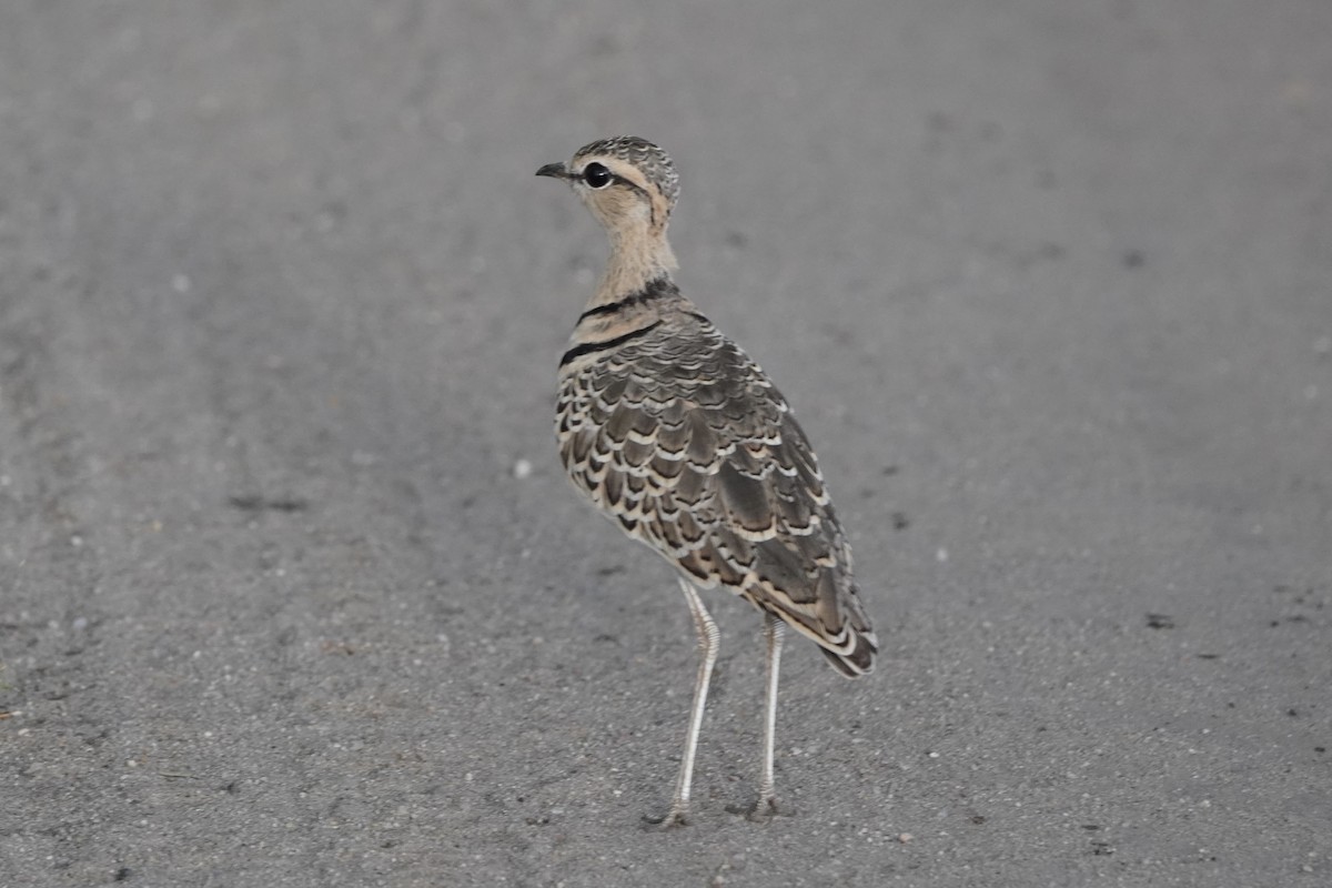 Double-banded Courser - ML617113118