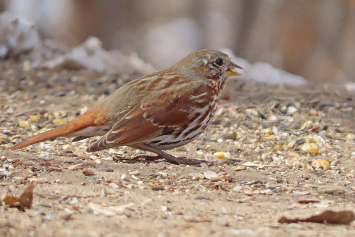 Fox Sparrow (Red) - ML617113184