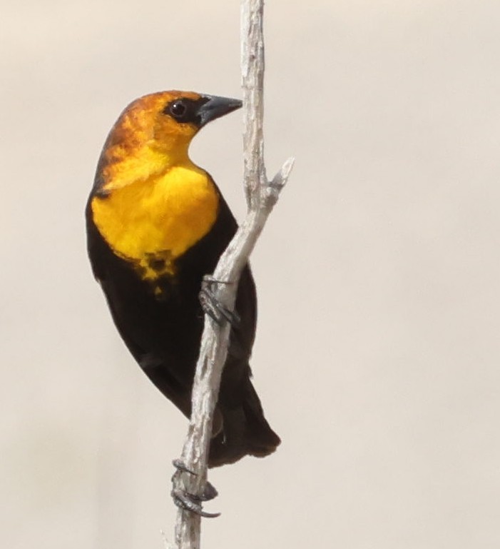 Yellow-headed Blackbird - ML617113241