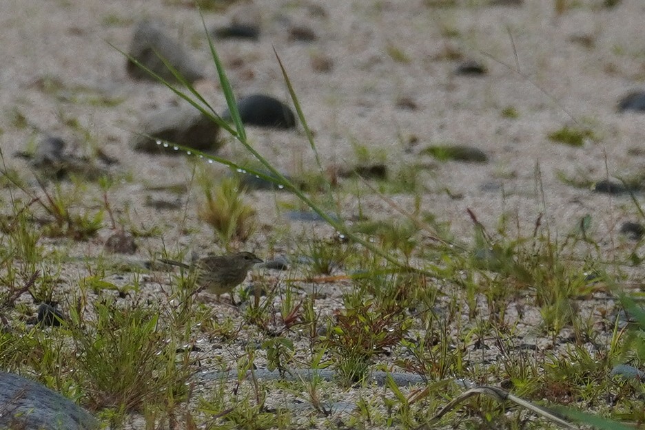 Yellow-browed Sparrow - Paul von Dewitz
