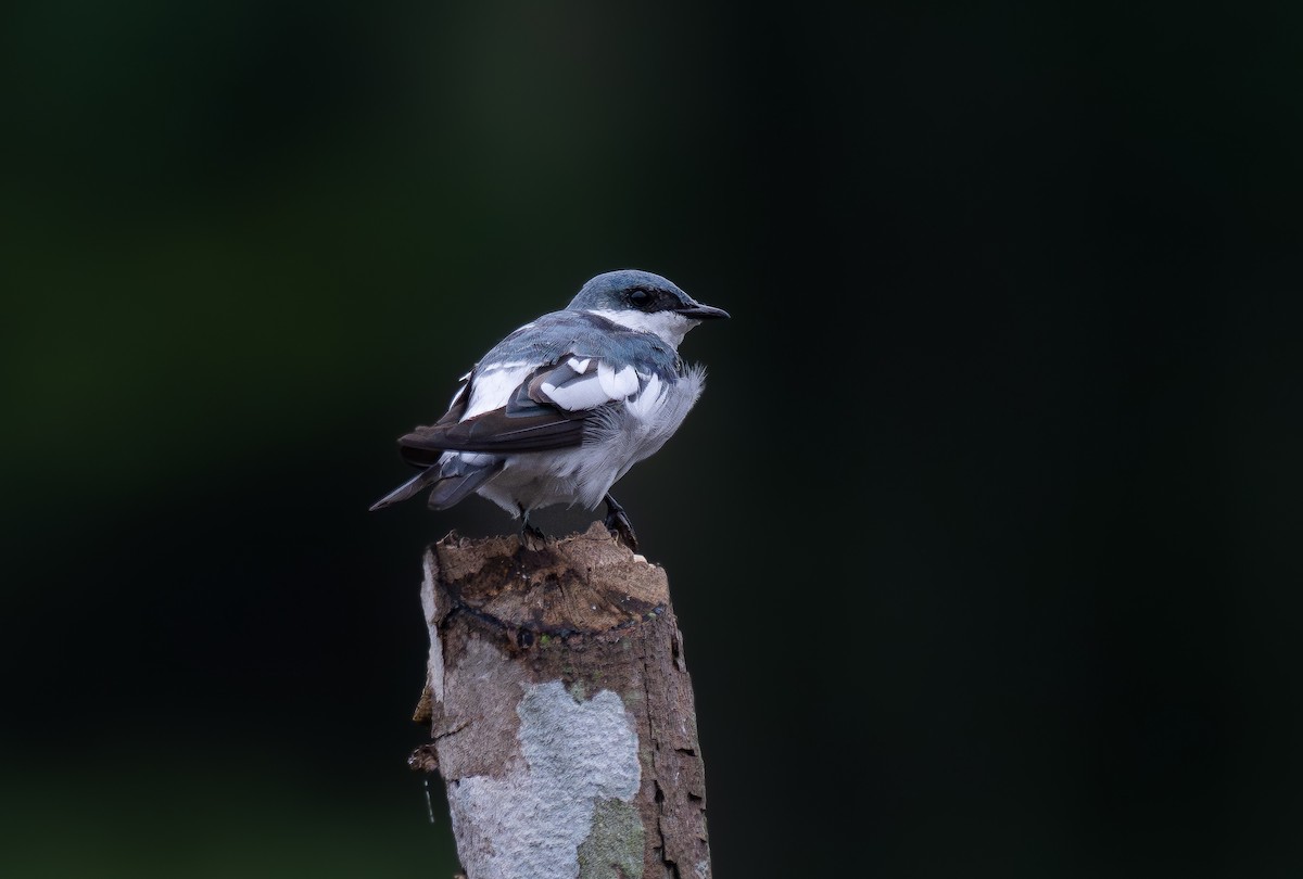 White-winged Swallow - ML617113313