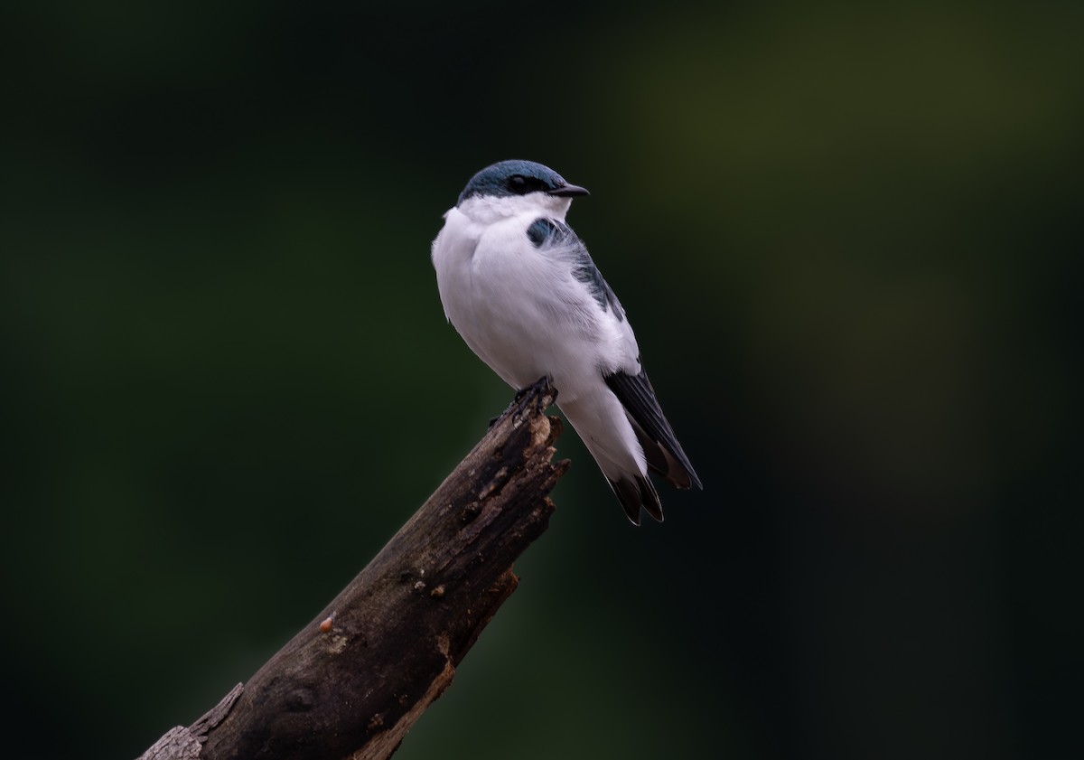 White-winged Swallow - ML617113314