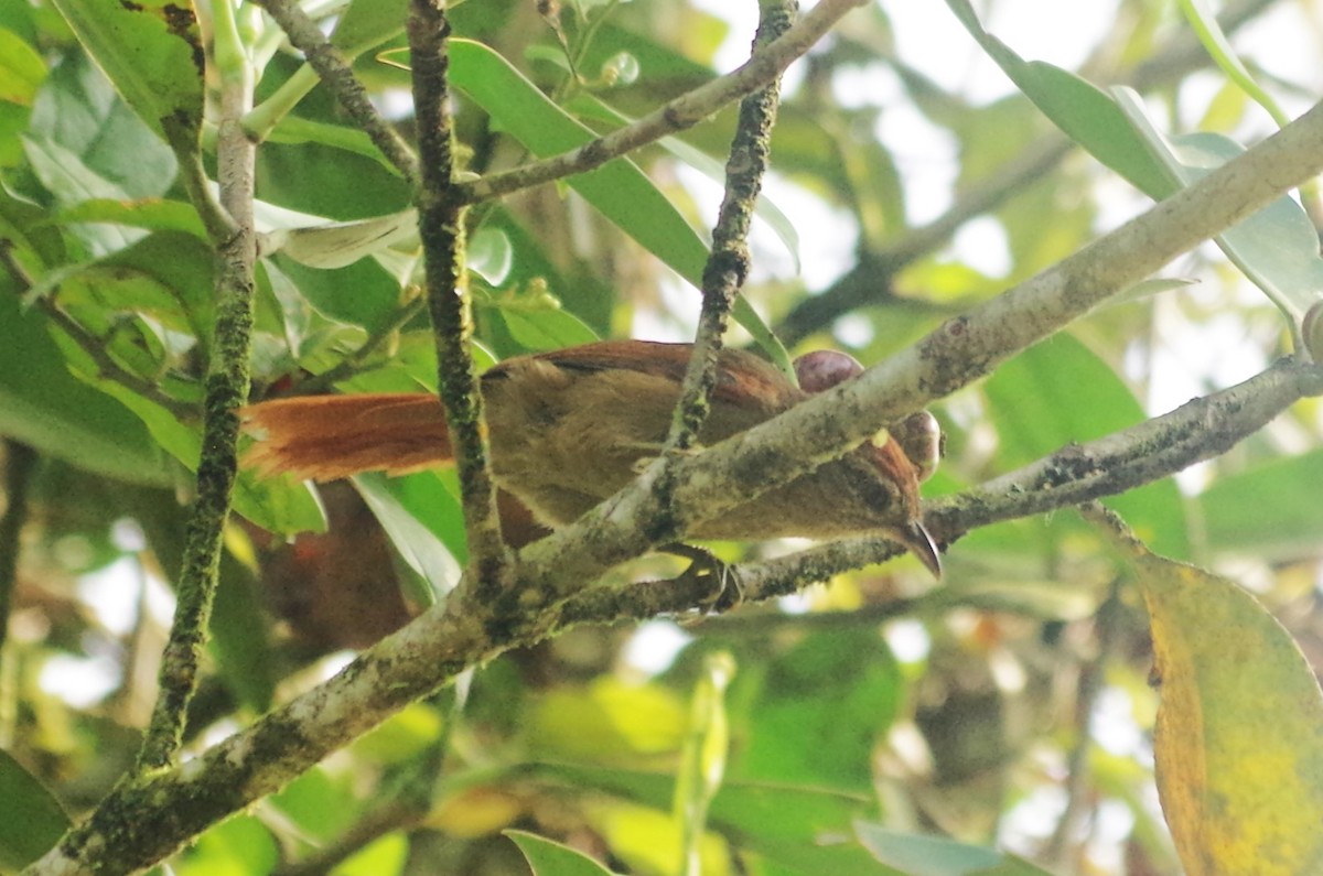 Ash-browed Spinetail - ML617113409
