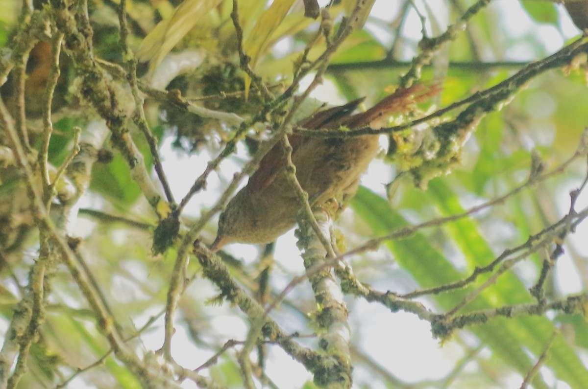Ash-browed Spinetail - ML617113410