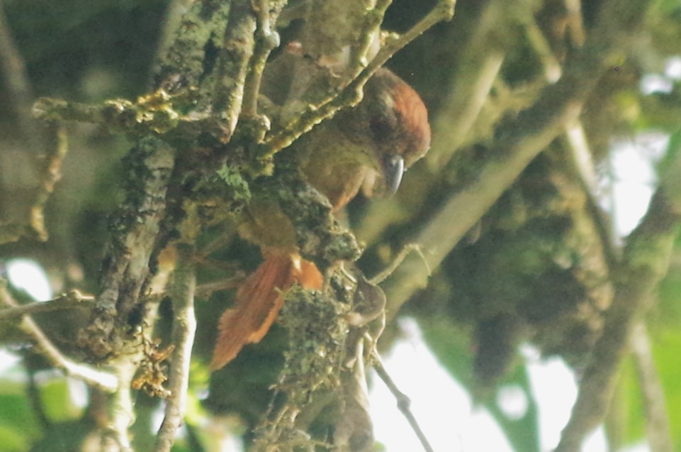 Ash-browed Spinetail - ML617113411