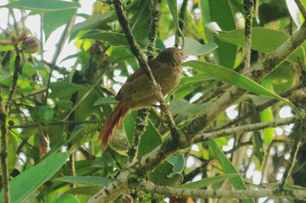 Ash-browed Spinetail - ML617113412