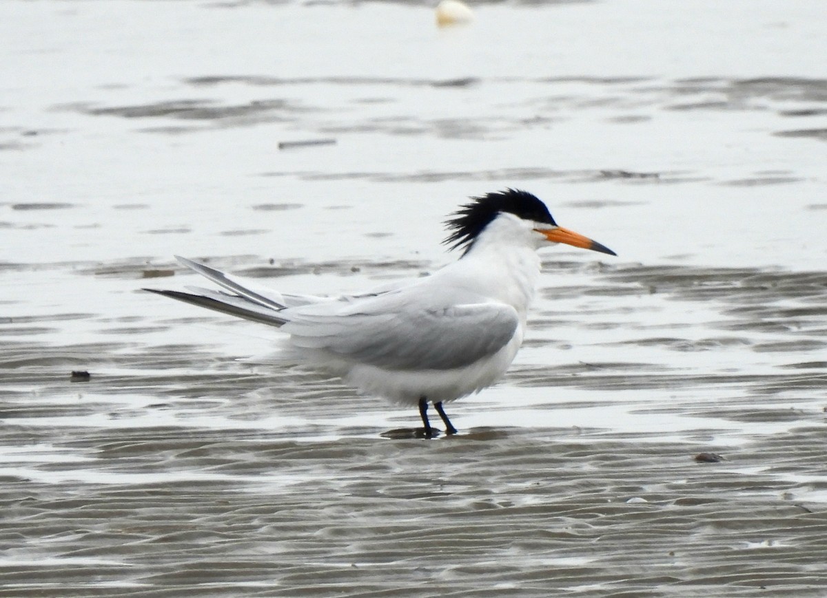 Chinese Crested Tern - Young Gul Kim