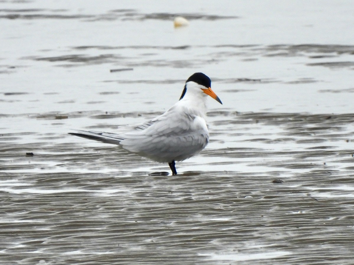 Chinese Crested Tern - ML617113514
