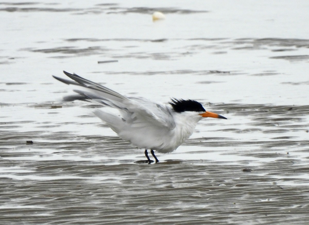 Chinese Crested Tern - ML617113515
