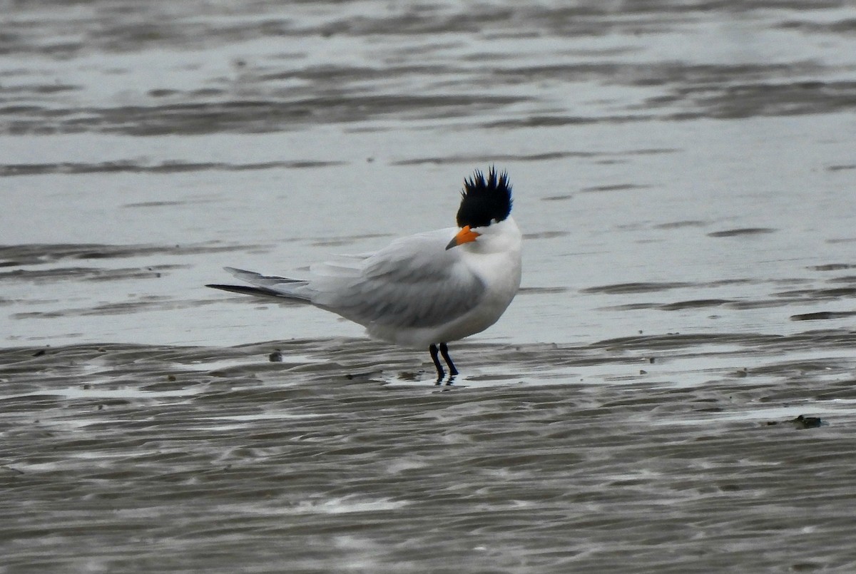 Chinese Crested Tern - Young Gul Kim