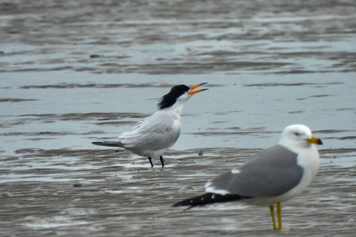 Chinese Crested Tern - ML617113517