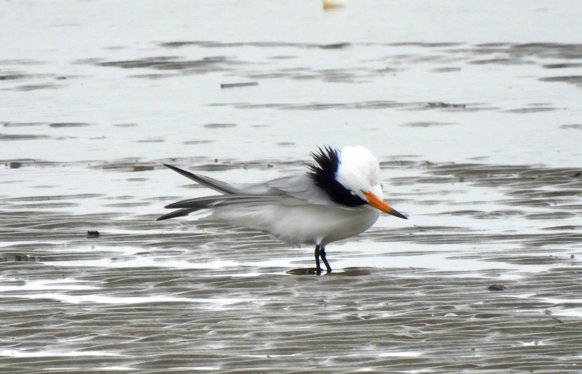 Chinese Crested Tern - ML617113518