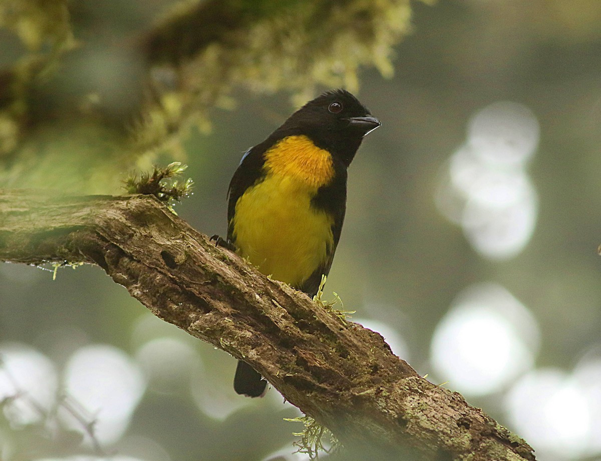 Black-and-gold Tanager - ML617113573