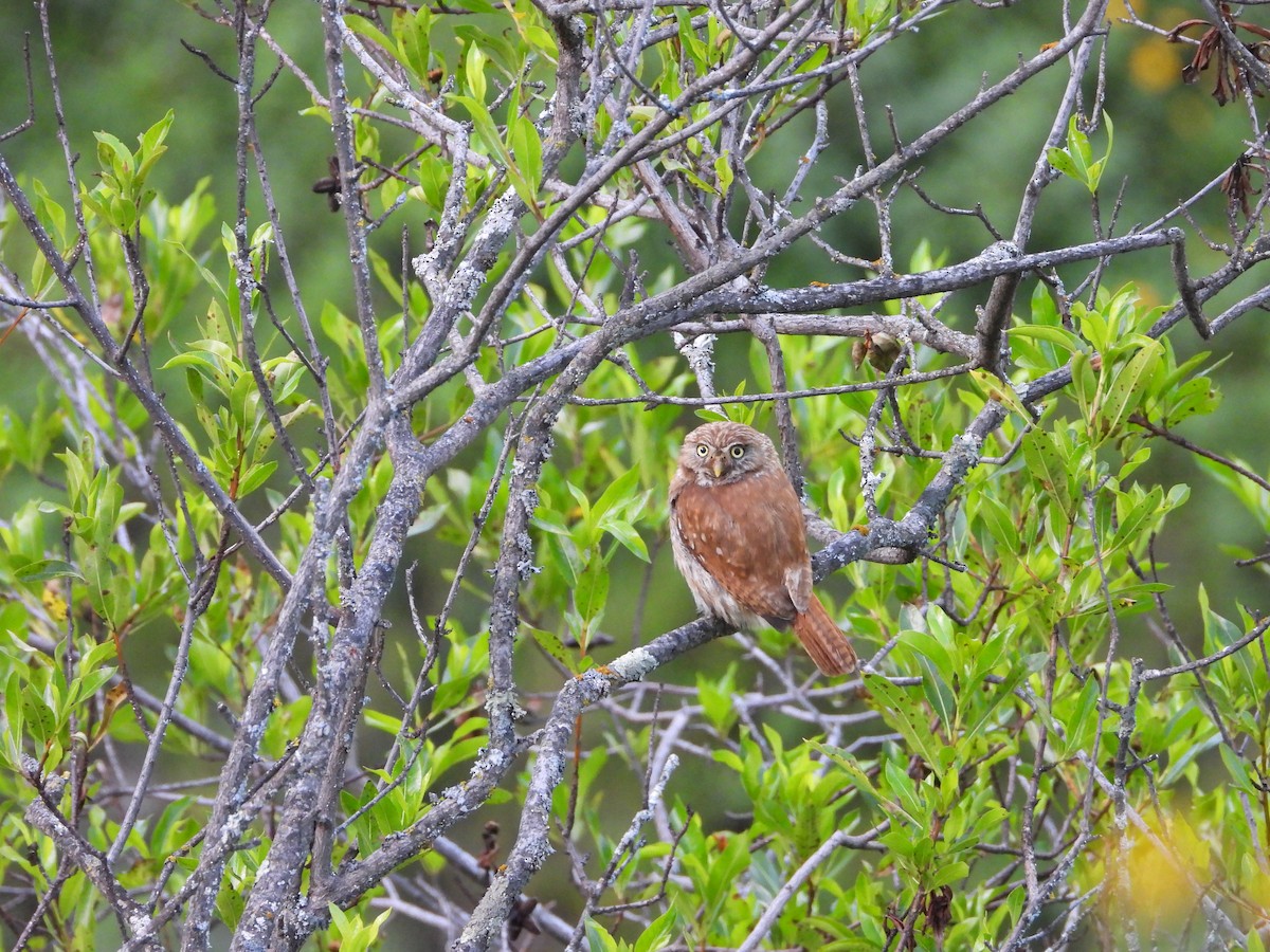 Peruvian Pygmy-Owl - ML617113574