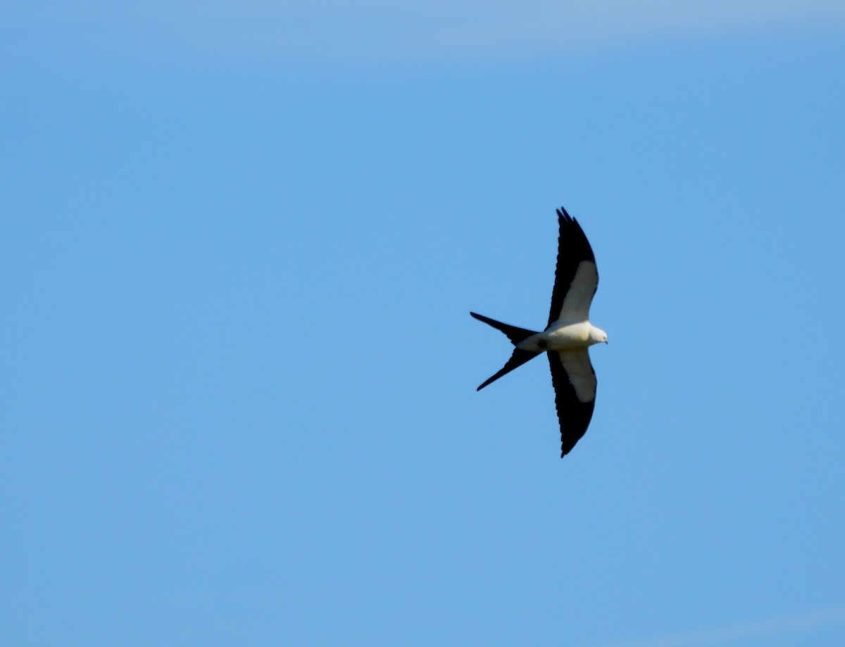 Swallow-tailed Kite - ML617113688