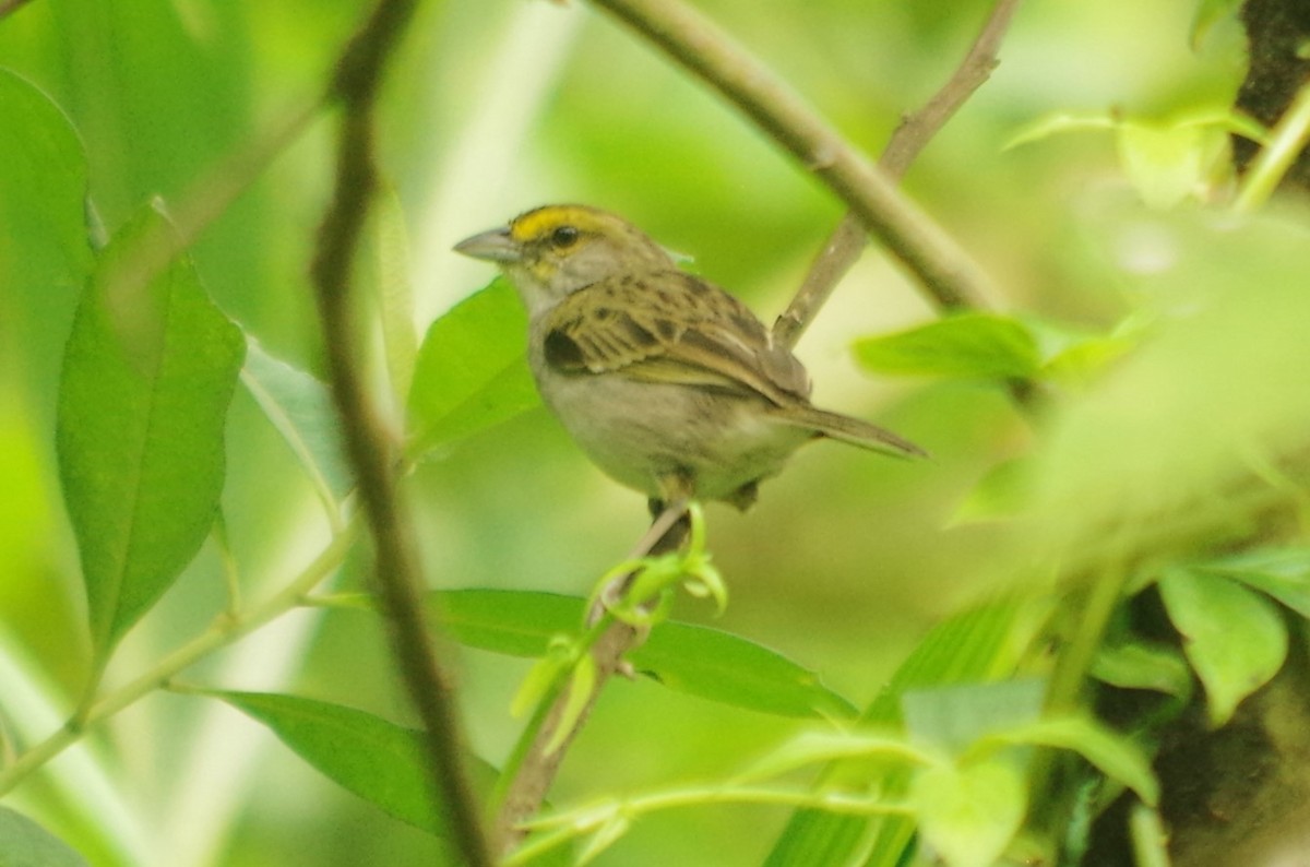 Yellow-browed Sparrow - ML617113981