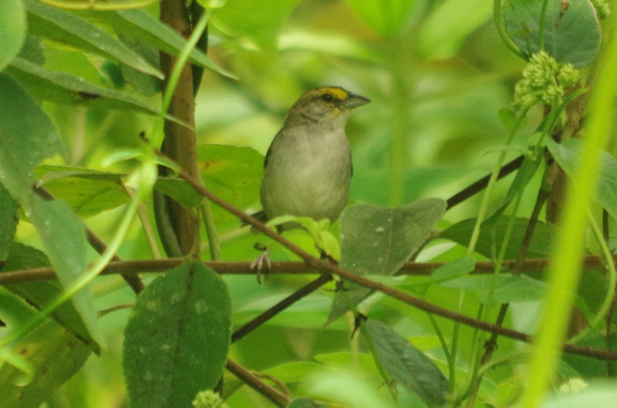 Yellow-browed Sparrow - ML617113982