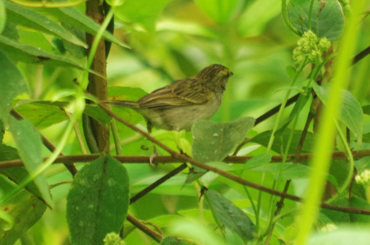 Yellow-browed Sparrow - ML617113983