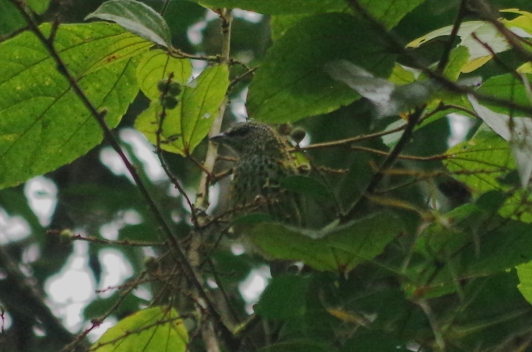 Spotted Tanager - ML617114018