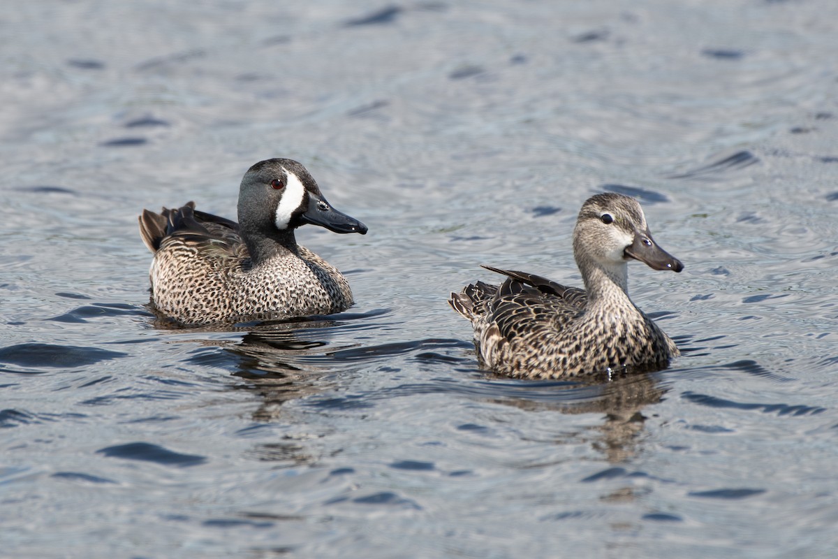 Blue-winged Teal - ML617114280