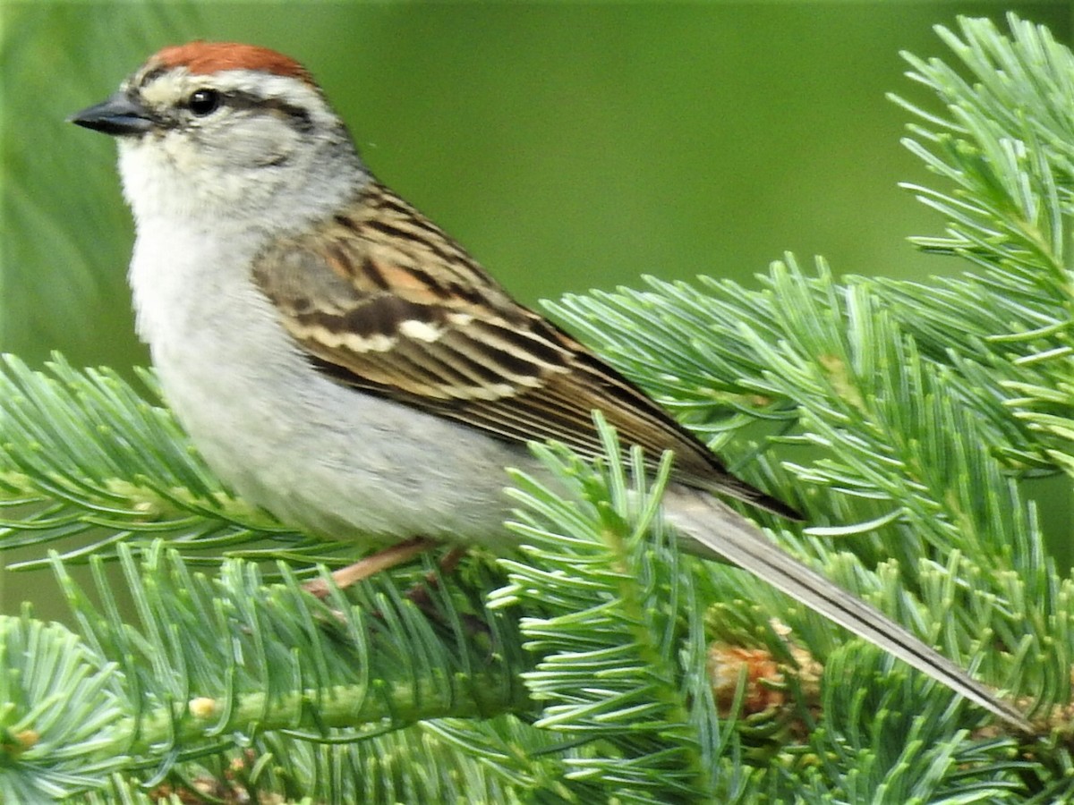 Chipping Sparrow - Roy Lambert