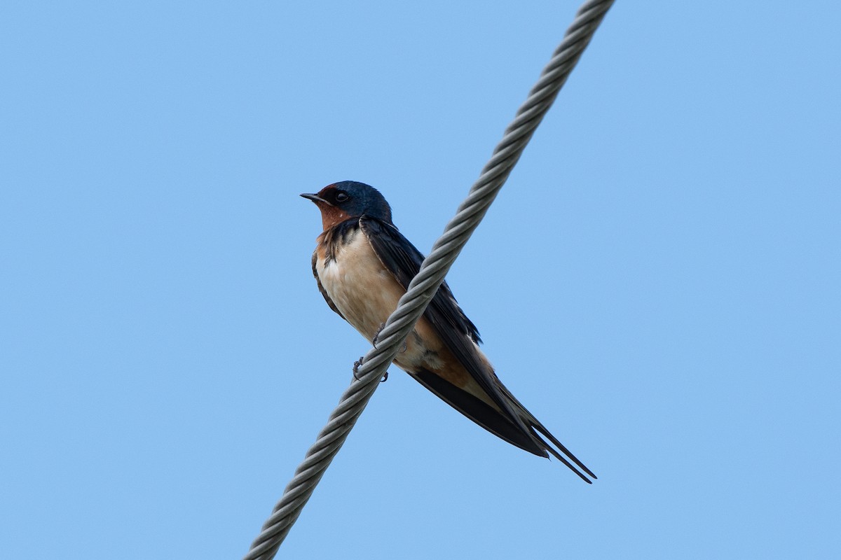 Barn Swallow - ML617114414